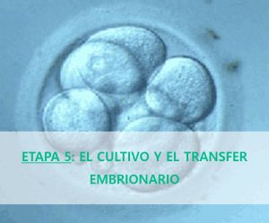 cultivo-transfer-embriones